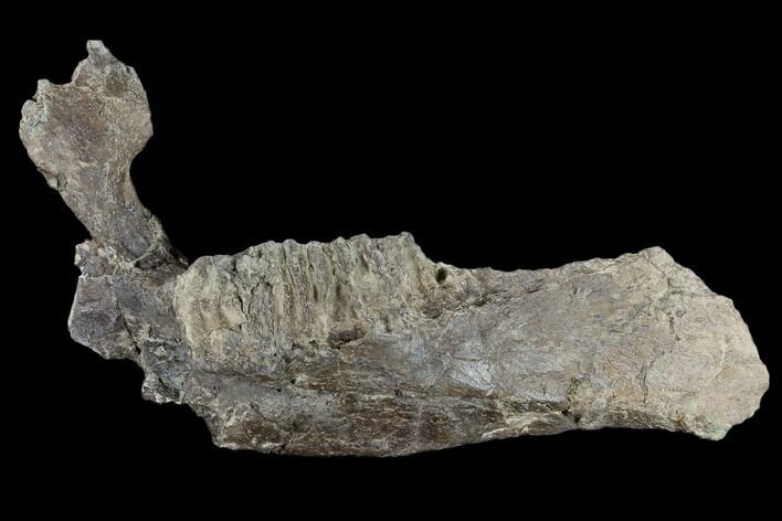 Fossil Hadrosaur (Edmontosaur) Jaw Section - North Dakota #117954